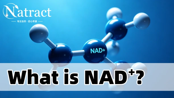 Natract Article - What is NAD⁺ and How Can It Benefit Your Business